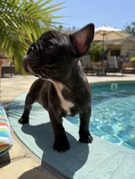Bonnie , a female French Bulldog for sale in Murrieta, CA – 6 of 8