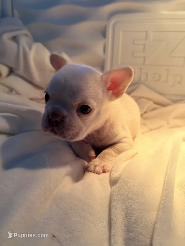 Samson – French Bulldog puppy for sale in Murrieta, CA