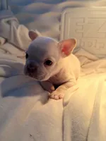 Samson, a male French Bulldog for sale in Murrieta, CA – 2 of 7