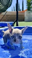 Delilah, a female French Bulldog for sale in Murrieta, CA – 8 of 8