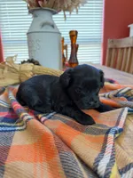 Tux, a male Maltipoo for sale in Scottsdale, AZ – 2 of 5