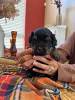 Paws , a male Maltipoo for sale in Scottsdale, AZ – 4 of 5