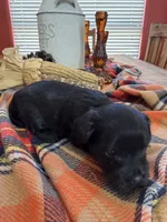 Tux, a male Maltipoo for sale in Scottsdale, AZ – 5 of 5