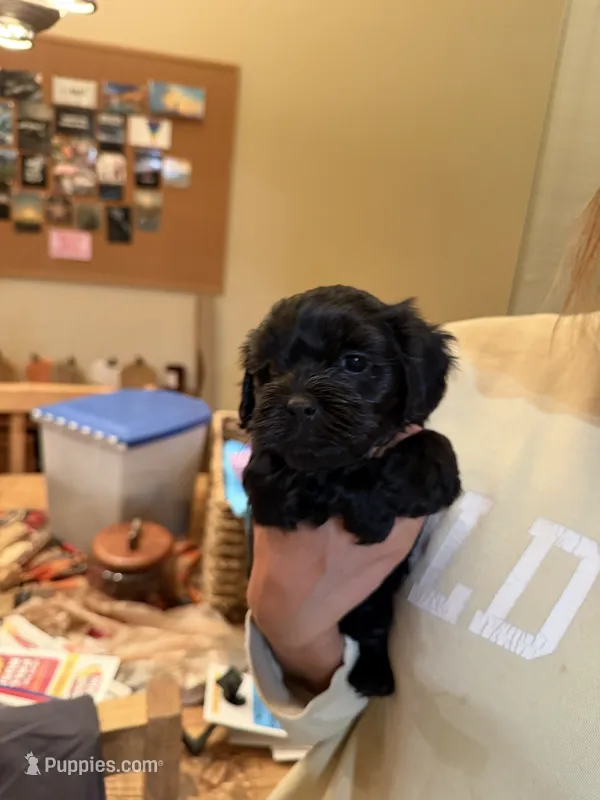 Buddy  – Maltipoo puppy for sale in Scottsdale, AZ
