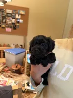 Buddy , a male Maltipoo for sale in Scottsdale, AZ – 1 of 6