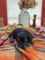 Paws , a male Maltipoo for sale in Scottsdale, AZ – 3 of 5