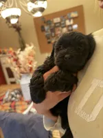 Buddy , a male Maltipoo for sale in Scottsdale, AZ – 4 of 6