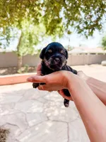 Paws , a male Maltipoo for sale in Scottsdale, AZ – 1 of 5