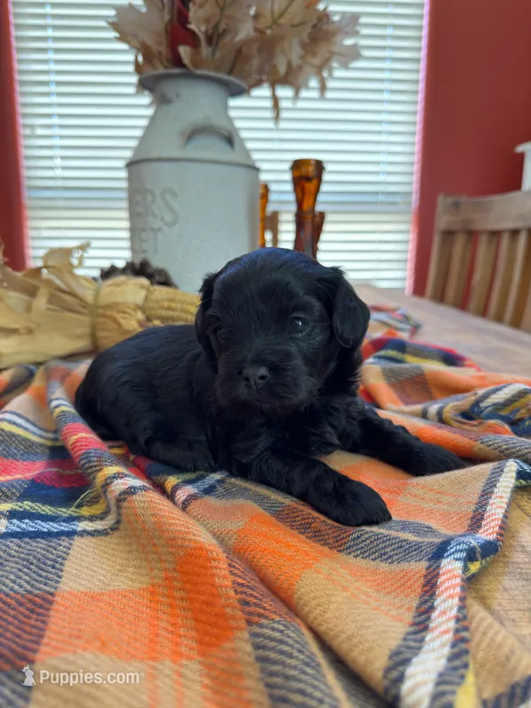 Nala – Maltipoo puppy for sale in Scottsdale, AZ