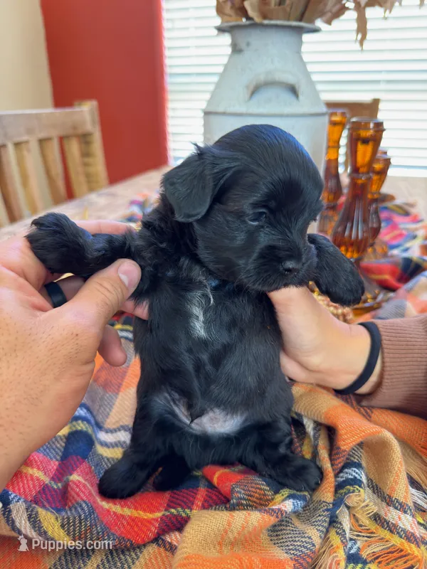 Tux – Maltipoo puppy for sale in Scottsdale, AZ