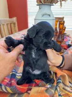 Tux, a male Maltipoo for sale in Scottsdale, AZ – 1 of 5