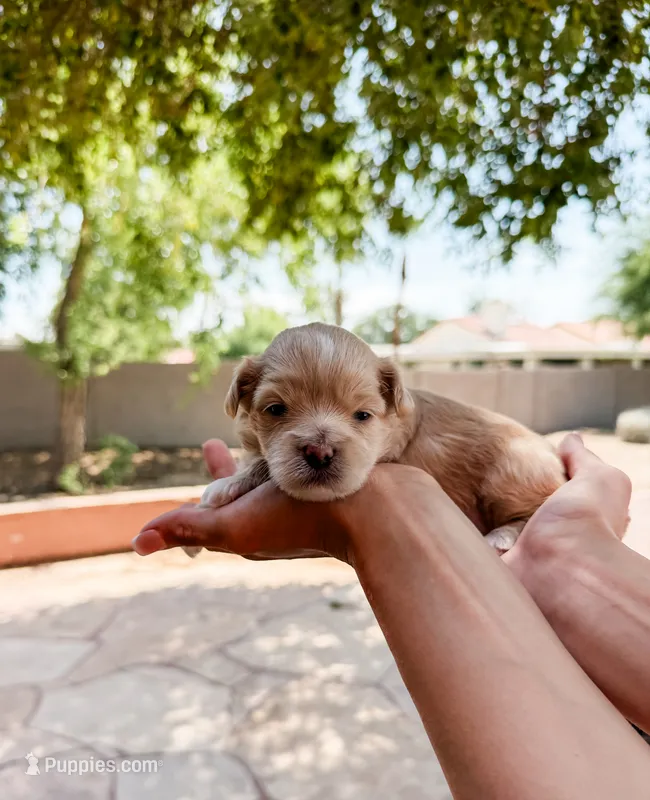 Honey – Maltipoo puppy for sale in Scottsdale, AZ
