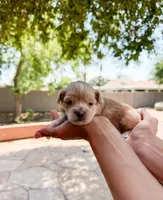 Honey, a female Maltipoo for sale in Scottsdale, AZ – 1 of 2