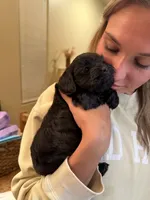 Buddy , a male Maltipoo for sale in Scottsdale, AZ – 2 of 6