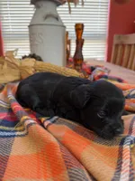 Nala, a female Maltipoo for sale in Scottsdale, AZ – 3 of 5
