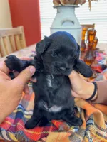 Tux, a male Maltipoo for sale in Scottsdale, AZ – 3 of 5