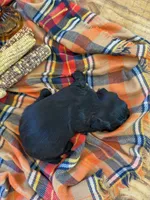 Tux, a male Maltipoo for sale in Scottsdale, AZ – 4 of 5
