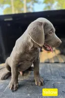 Yellow, a male Labrador Retriever for sale in College Station, TX – 2 of 2