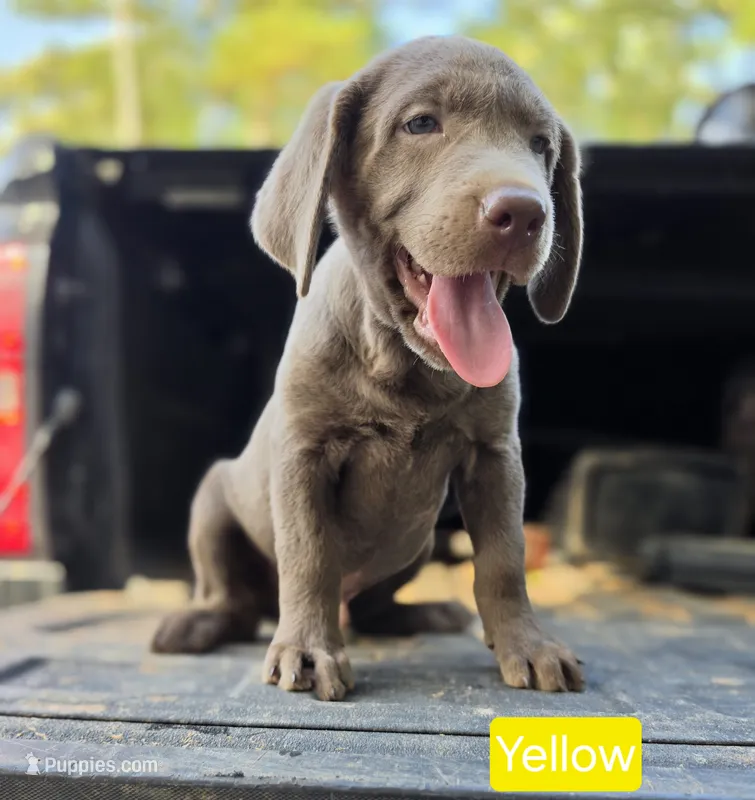 Yellow – Labrador Retriever puppy for sale in College Station, TX