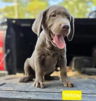 Yellow, a male Labrador Retriever for sale in College Station, TX – 1 of 2