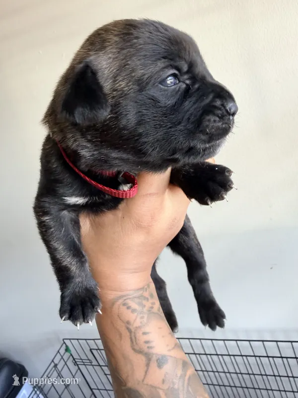 Female 4 – German Shepherd Dog, Cane Corso puppy for sale in Modesto, CA