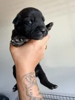 Female 2, a female German Shepherd Dog and Cane Corso for sale in Modesto, CA – 2 of 2