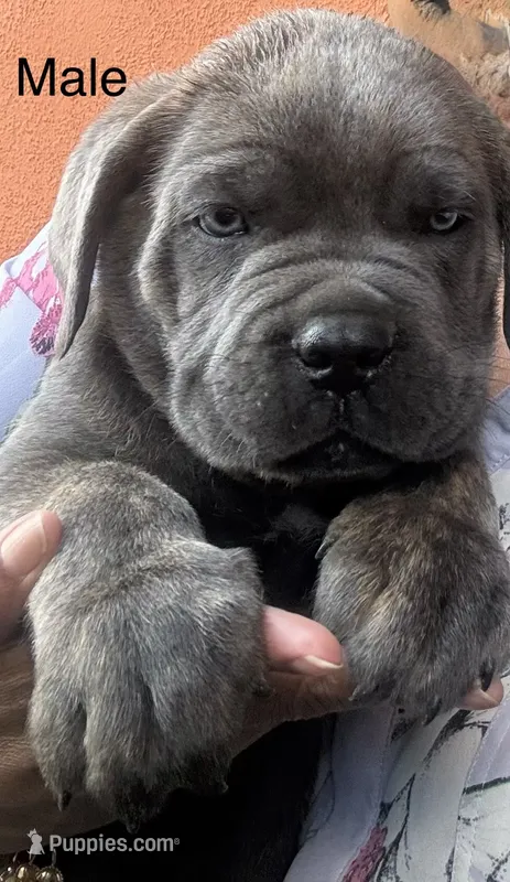 Male – Cane Corso puppy for sale in Modesto, CA