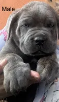 Male, a male Cane Corso for sale in Modesto, CA – 1 of 3