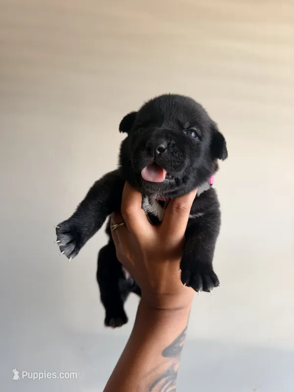 Female 5 – German Shepherd Dog, Cane Corso puppy for sale in Modesto, CA