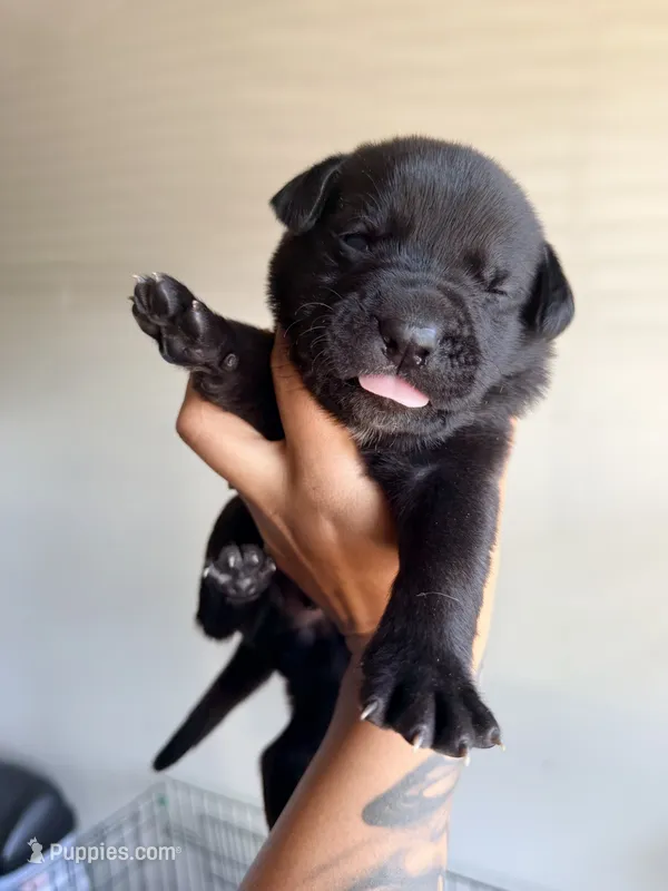 Male 2 – German Shepherd Dog, Cane Corso puppy for sale in Modesto, CA