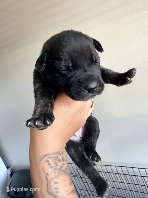 Female 2 – German Shepherd Dog, Cane Corso puppy for sale in Modesto, CA