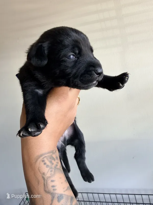 Male 3 – German Shepherd Dog, Cane Corso puppy for sale in Modesto, CA