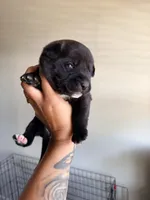 Male 1, a male German Shepherd Dog and Cane Corso for sale in Modesto, CA – 1 of 2