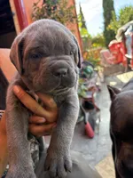 Male, a male Cane Corso for sale in Modesto, CA – 3 of 3