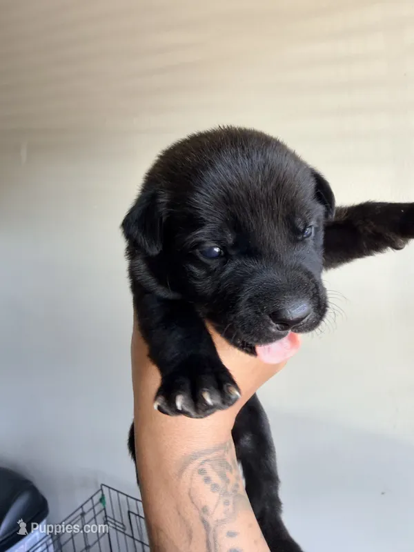 Female 3 – German Shepherd Dog, Cane Corso puppy for sale in Modesto, CA