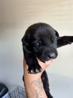 Female 3, a female German Shepherd Dog and Cane Corso for sale in Modesto, CA – 1 of 2