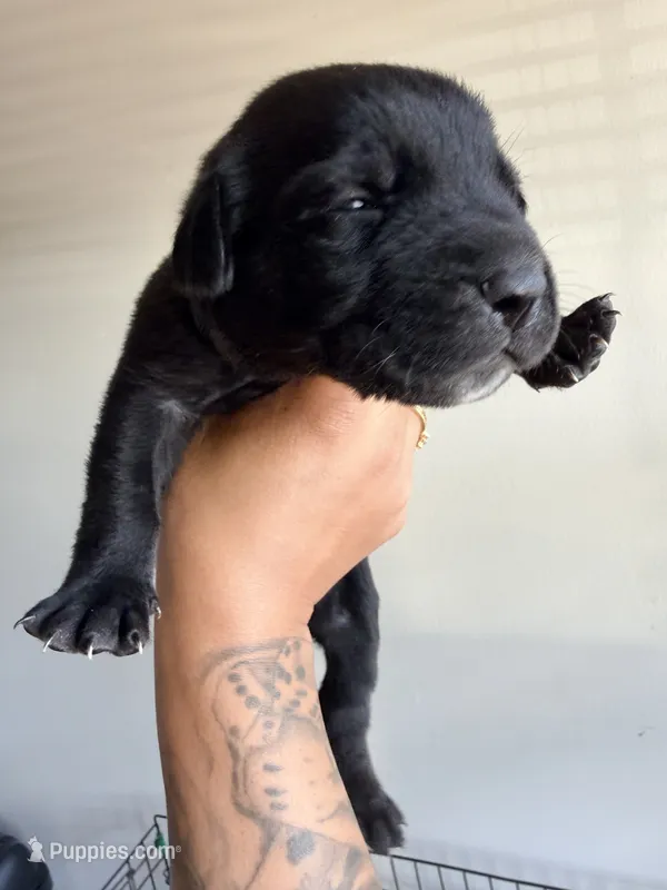 Female 1 – German Shepherd Dog, Cane Corso puppy for sale in Modesto, CA