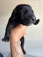 Female 1, a female German Shepherd Dog and Cane Corso for sale in Modesto, CA – 1 of 2