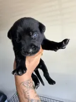 Male 3, a male German Shepherd Dog and Cane Corso for sale in Modesto, CA – 2 of 2