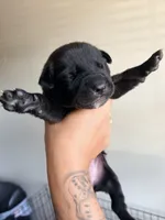Female 3, a female German Shepherd Dog and Cane Corso for sale in Modesto, CA – 2 of 2