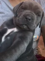 Male, a male Cane Corso for sale in Modesto, CA – 2 of 3