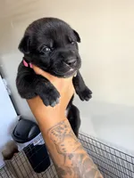 Female 5, a female German Shepherd Dog and Cane Corso for sale in Modesto, CA – 2 of 2