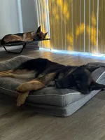 German Shepherd Puppy , a female German Shepherd Dog for sale in Seffner, FL – Photo 6 of 6