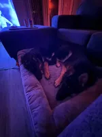 German Shepherd Puppy , a female German Shepherd Dog for sale in Seffner, FL – Photo 3 of 6