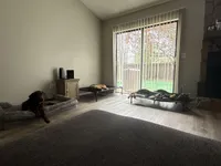 German Shepherd Puppy , a female German Shepherd Dog for sale in Seffner, FL – Photo 5 of 6