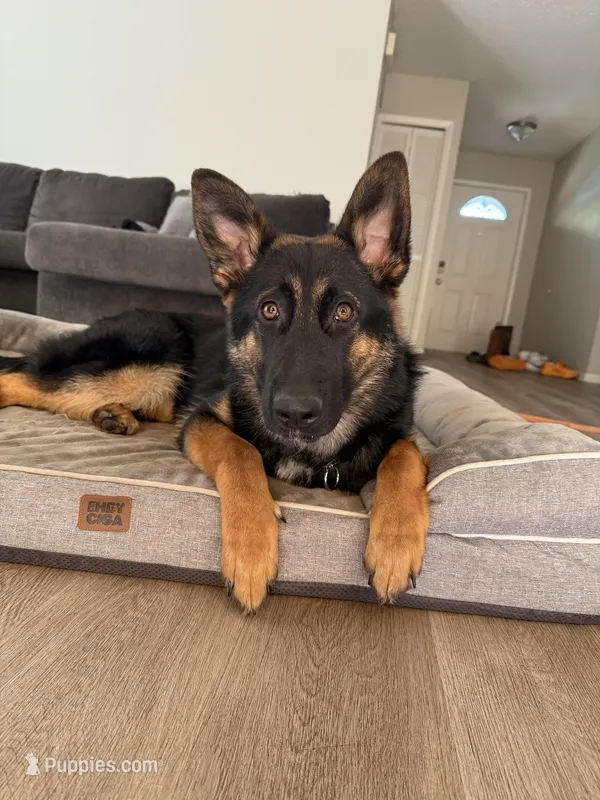 German Shepherd Puppy  – German Shepherd Dog puppy for sale in Seffner, FL