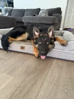 German Shepherd Puppy , a female German Shepherd Dog for sale in Seffner, FL – Photo 2 of 6