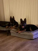 German Shepherd Puppy , a female German Shepherd Dog for sale in Seffner, FL – Photo 4 of 6