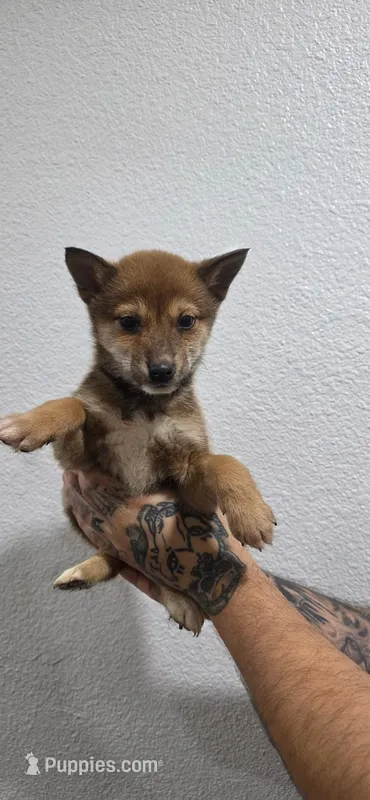 Male puppy #4, a male Shiba Inu for sale in Modesto, CA – Photo 1 of 2