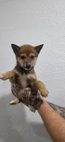 Male puppy #4, a male Shiba Inu for sale in Modesto, CA – Photo 1 of 2